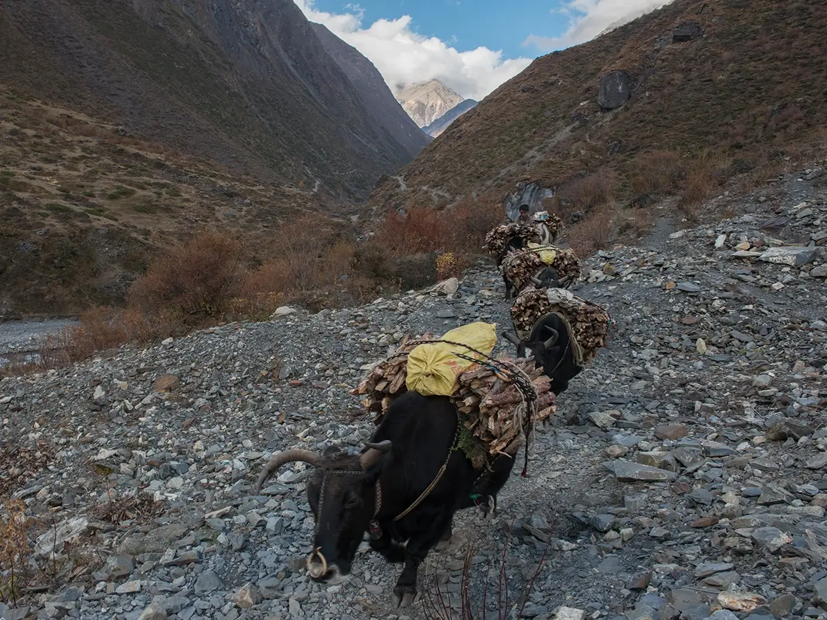 Mountain druck Dzom Manaslu