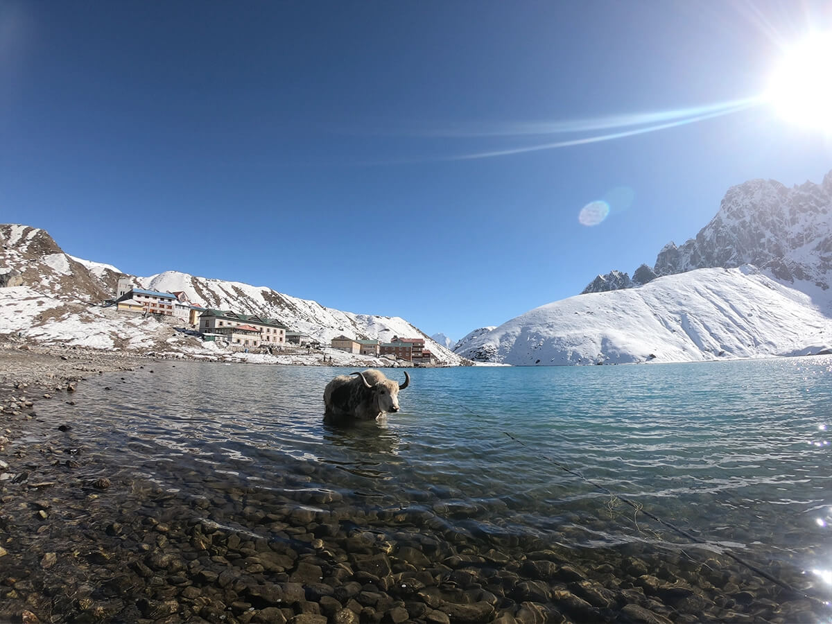 Gokyo Lake and Yak