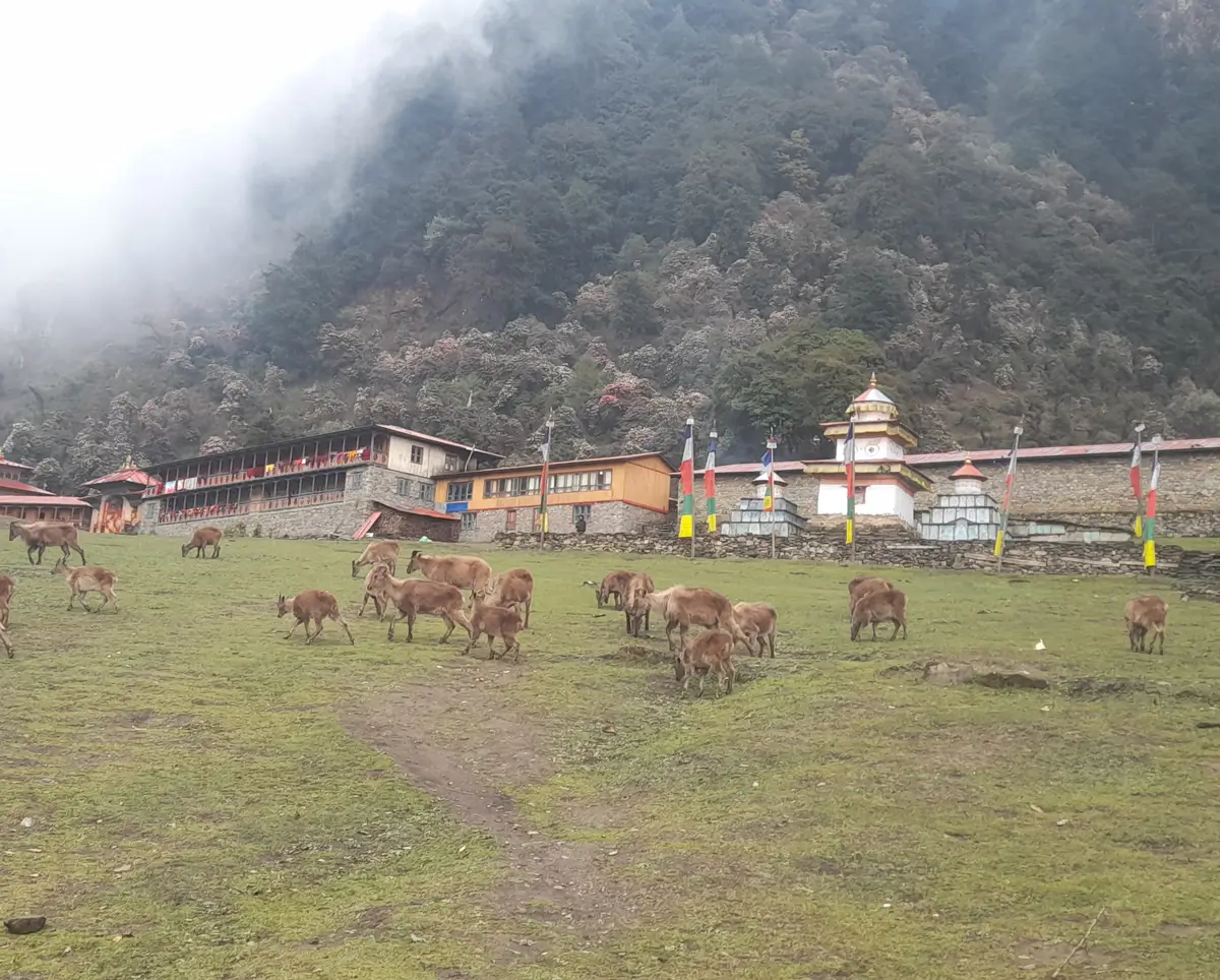Himalayan Thar at Serang Gumba Manalsu