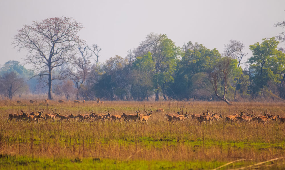 Shuklapanta National Park