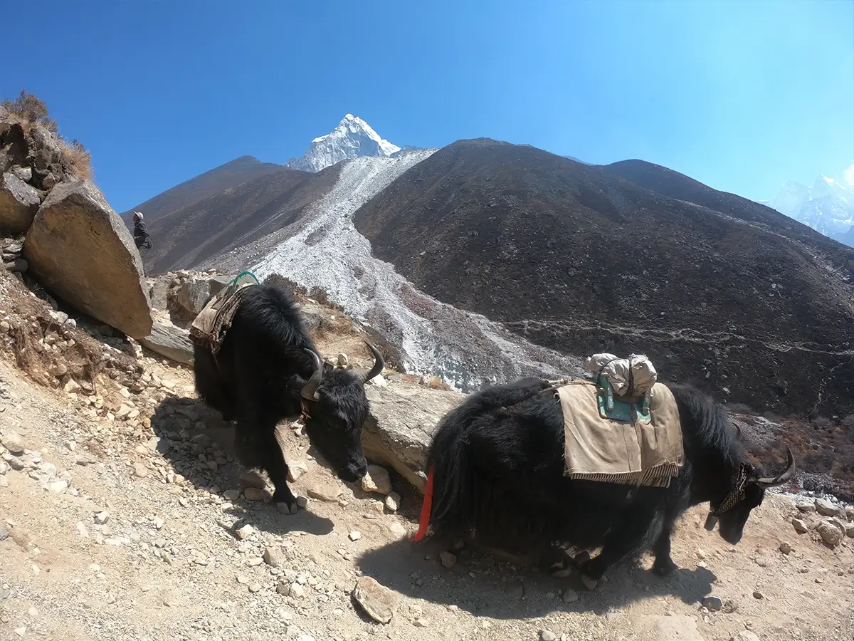 Yaks at Everest trekking trail