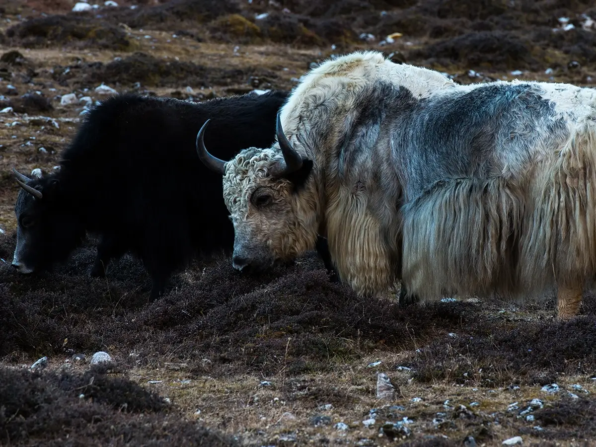 Yaks at Manaslu