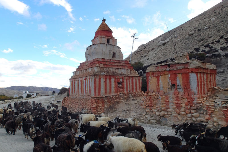 sheep at Upper muatang