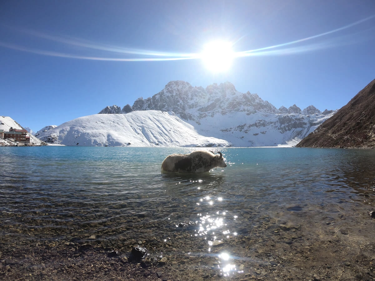 Gokyo Lake With Yak 1