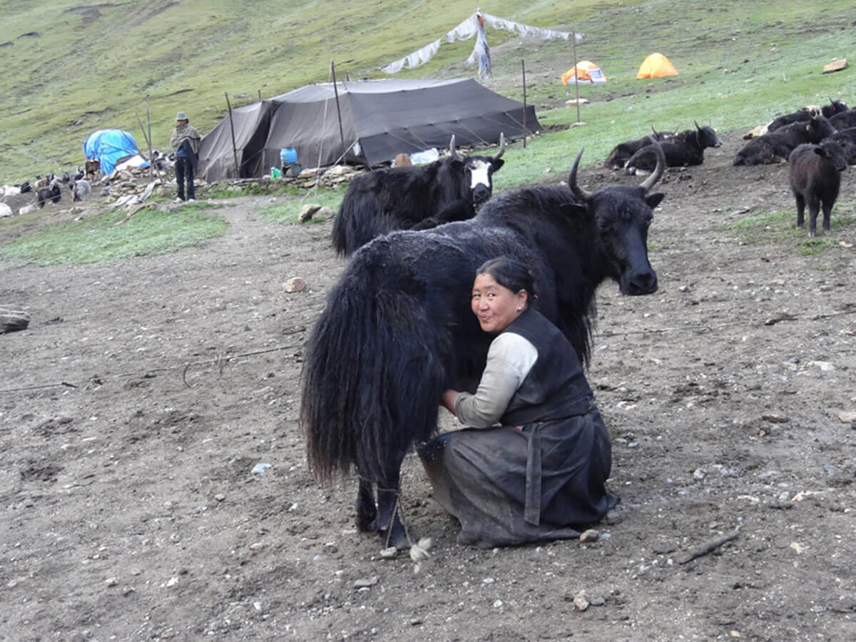 Nomadic Life Upper Mustang Yaks