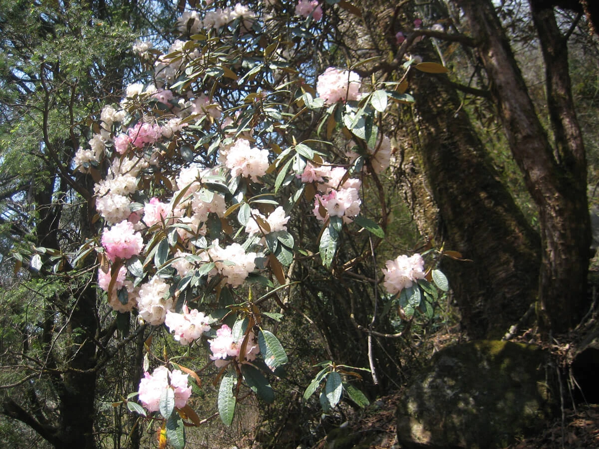 Rhododendron Flower Langtang