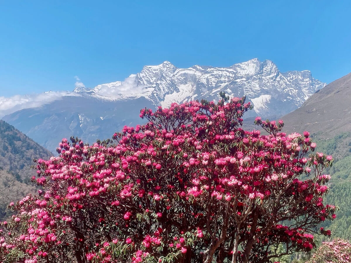 Rhododendron Nepal