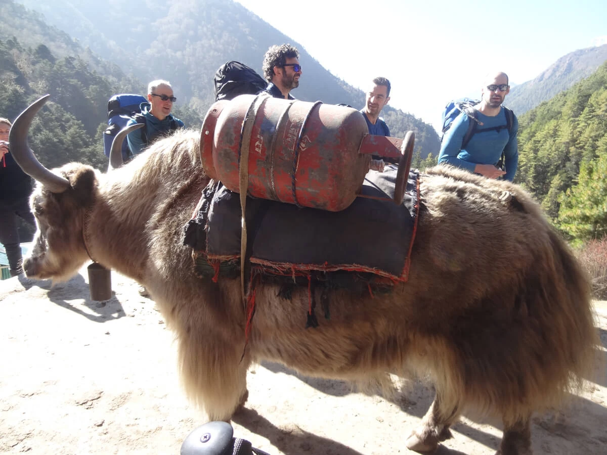 Yak Carrying Gasline Amche