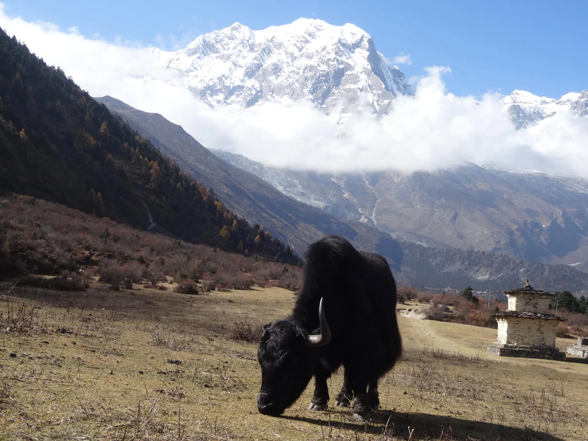 Yaks At Manaslu
