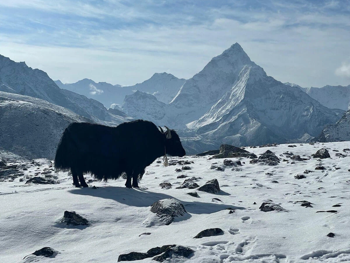 Yaks In Everest 1