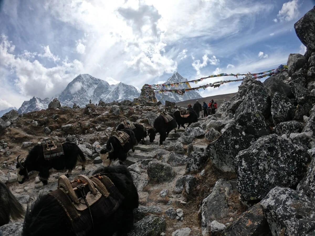 Yaks In Everest Trek By Helicopter