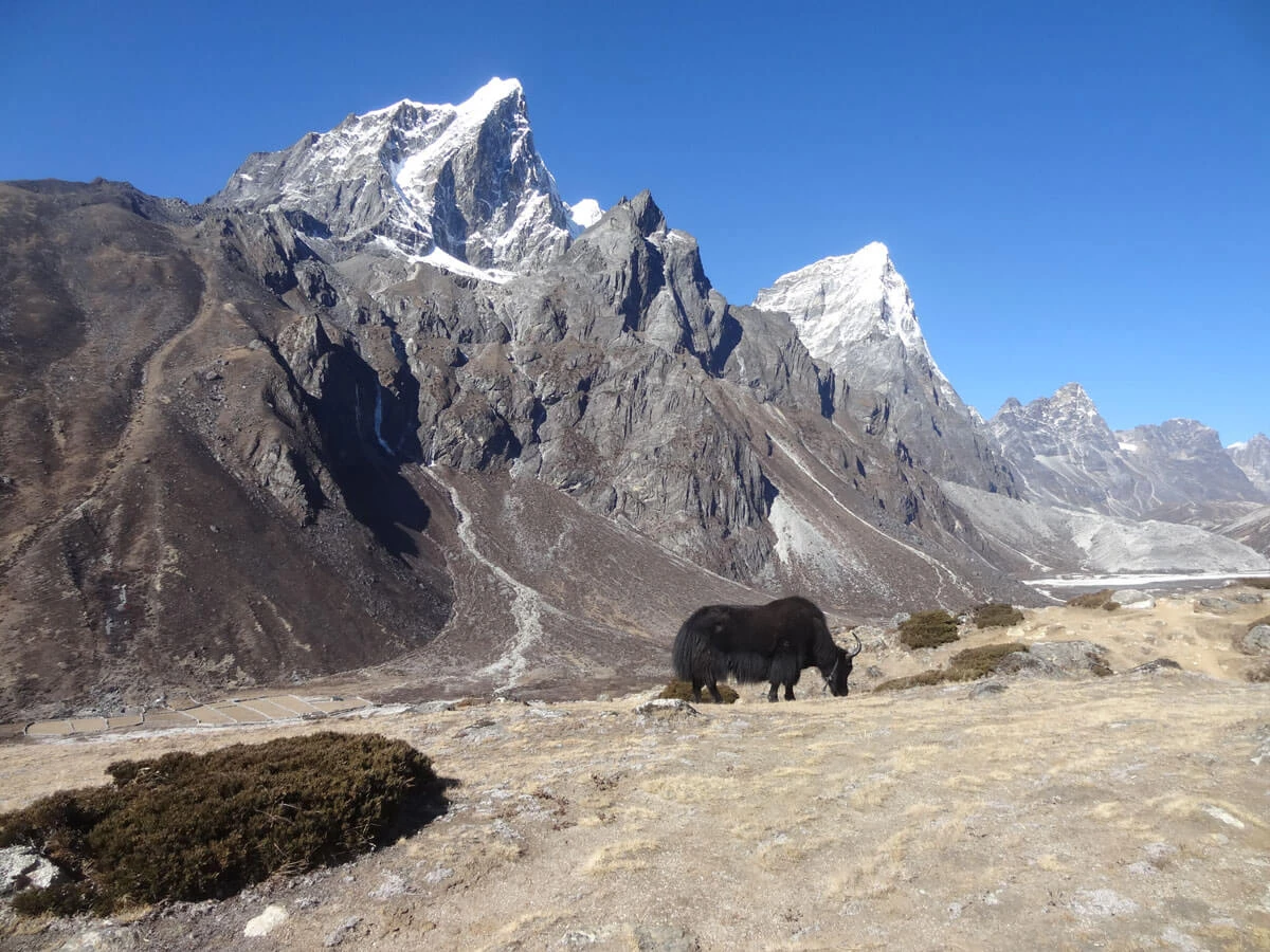 Yaks In Everest