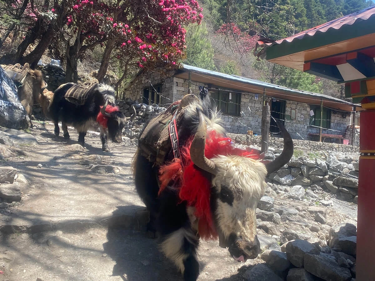 Yaks With Lali Guransh