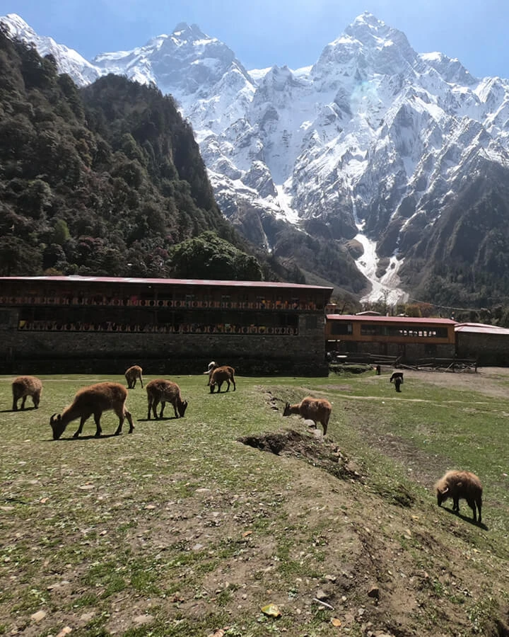 Wild Goats Watch at Serang's Sacred Monastery
