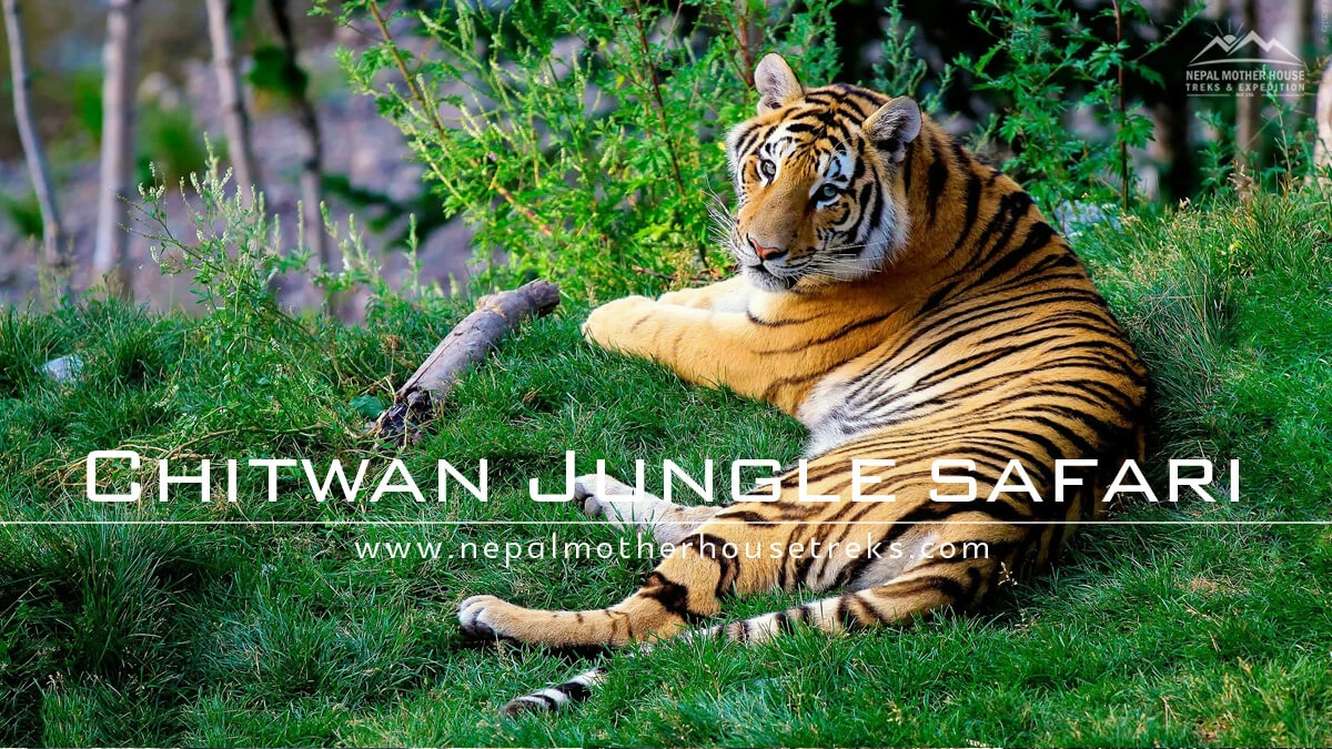 Royal Bengal Tiger at Chitwan National Park Video